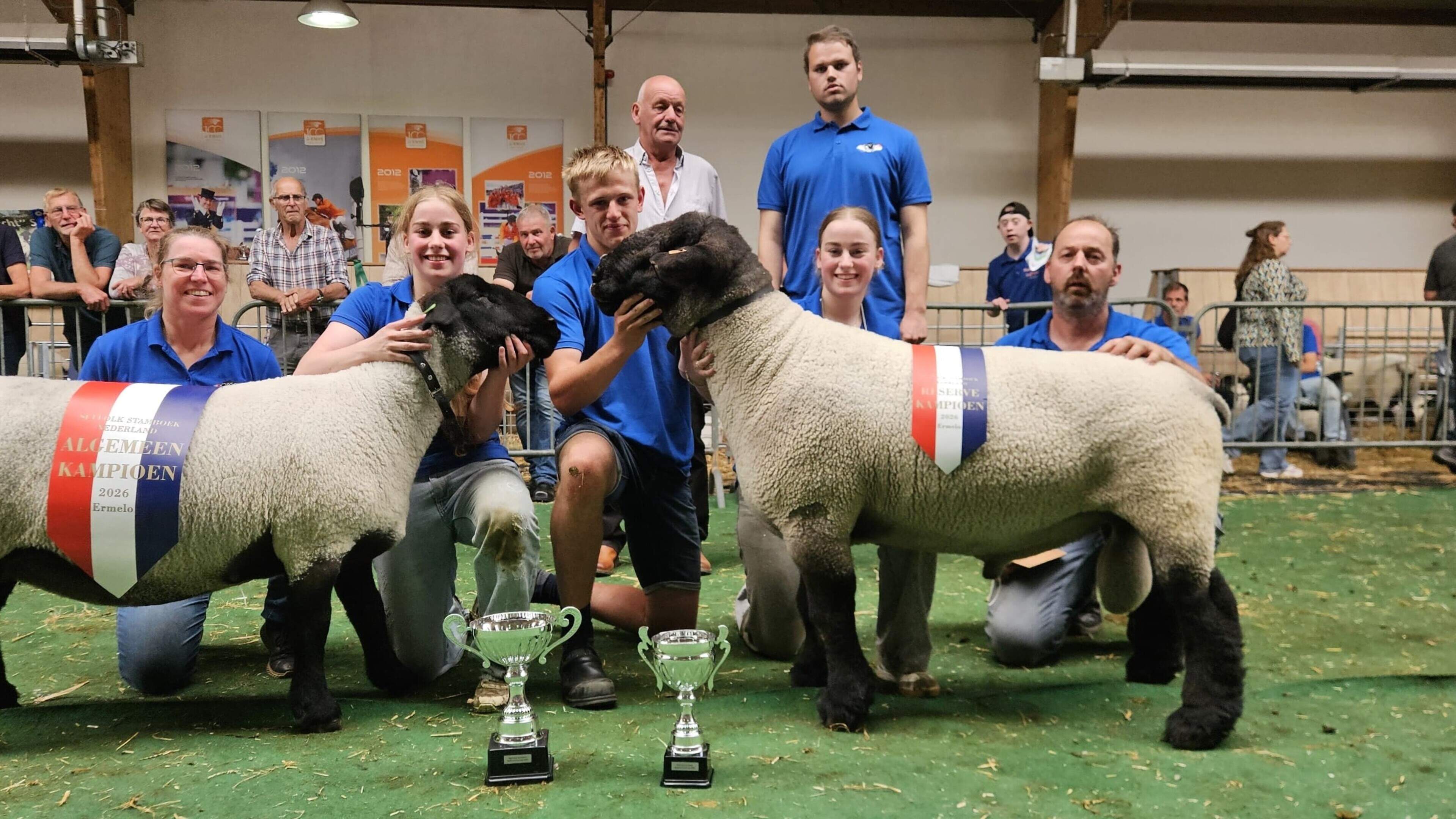 Het mooiste schaap van Nederland komt uit Oldeholtpade. ‘Je bent er het hele jaar mee bezig’